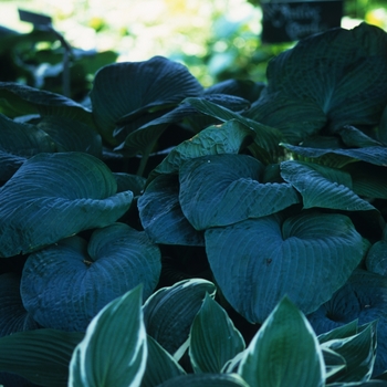 Hosta sieboldiana 'Elegans' (032350)