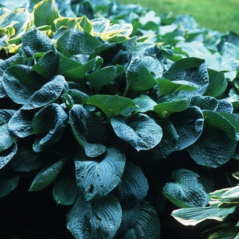 Hosta sieboldiana 'Elegans' (032351)