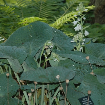 Hosta sieboldiana 'Gray Cole' (032353)