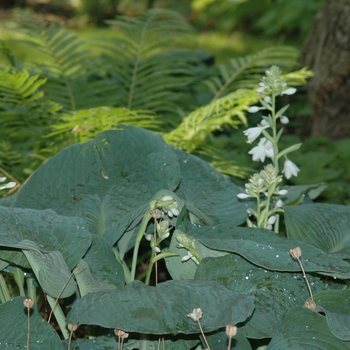 Hosta sieboldiana 'Gray Cole' (032354)