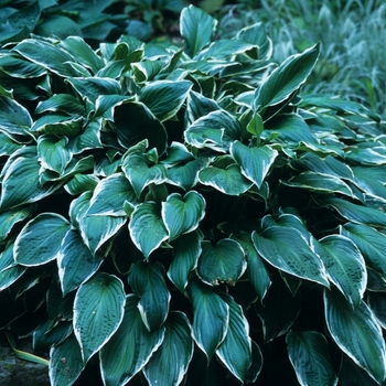 Hosta undulata 'Albo-marginata' (032358)