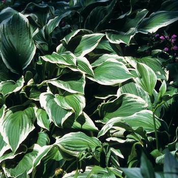 Hosta undulata 'Albo-marginata' (032359)