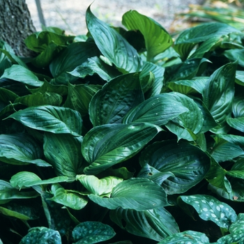 Hosta ventricosa 'Aureo Maculata' (032361)