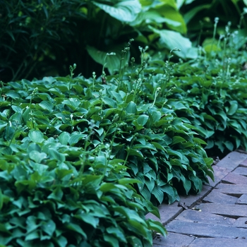 Hosta venusta '' (032363)