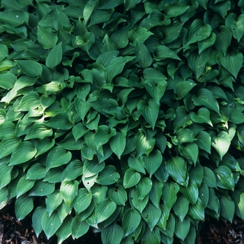 Hosta venusta '' (032365)