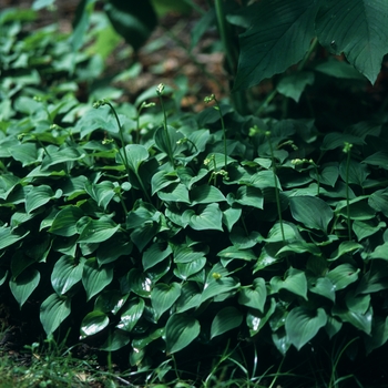 Hosta venusta '' (032366)