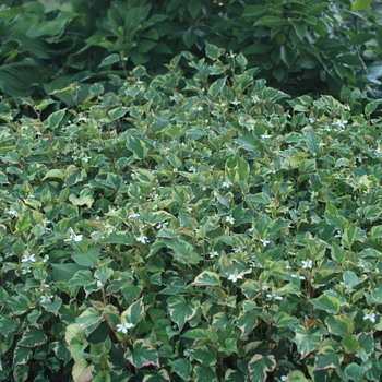 Houttuynia cordata '' (032379)