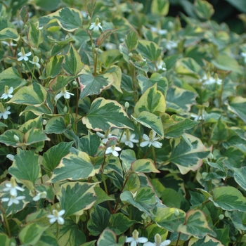 Houttuynia cordata '' (032380)