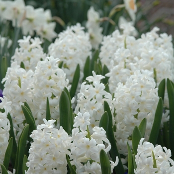 Hyacinthus orientalis 'Aiolos' (032384)