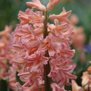 Hyacinthus orientalis 'Gypsy Queen' (032388)