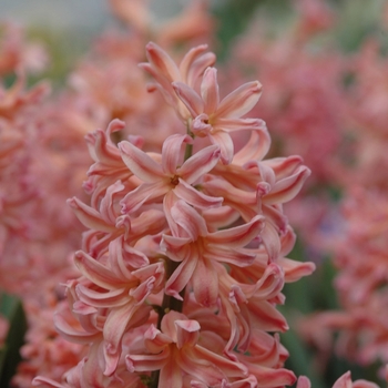 Hyacinthus orientalis 'Gypsy Queen' (032389)