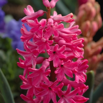 Hyacinthus orientalis 'Jan Bos' (032391)