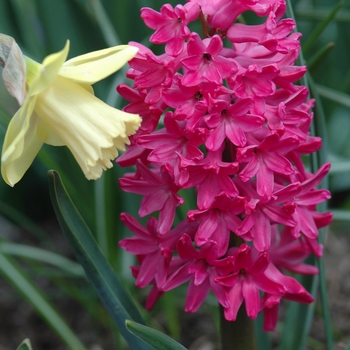 Hyacinthus orientalis 'Jan Bos' (032392)