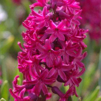 Hyacinthus orientalis 'Jan Bos' (032393)