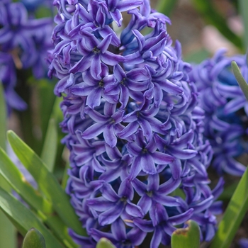 Hyacinthus orientalis 'Kronos' (032394)