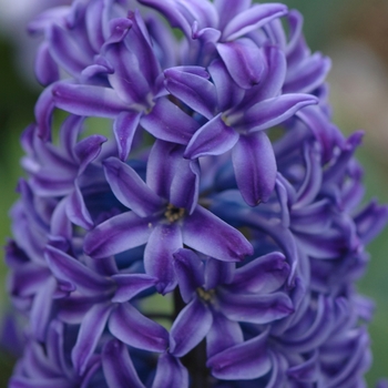 Hyacinthus orientalis 'Kronos' (032395)