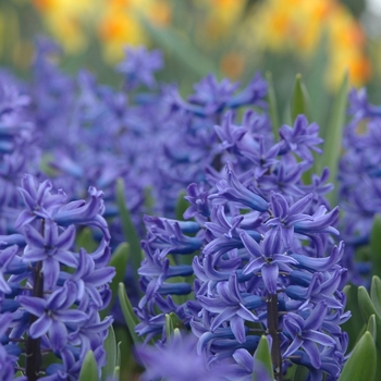 Hyacinthus orientalis 'Ostara' (032397)