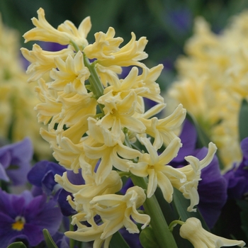 Hyacinthus orientalis 'Yellow Queen' (032402)