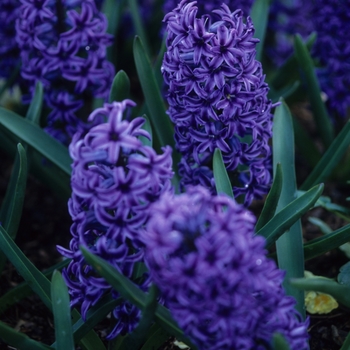 Hyacinthus orientalis 'Blue Jacket' (032406)