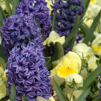 Hyacinthus orientalis 'Blue Jacket' (032407)