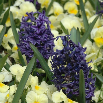 Hyacinthus orientalis 'Blue Jacket' (032408)