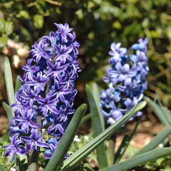 Hyacinthus orientalis 'Blue Jacket' (032409)