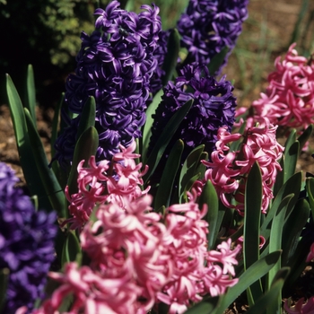 Hyacinthus orientalis 'Pink Pearl' (032413)