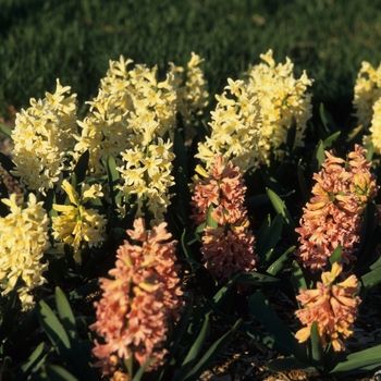 Hyacinthus orientalis 'Yellow Queen' (032415)