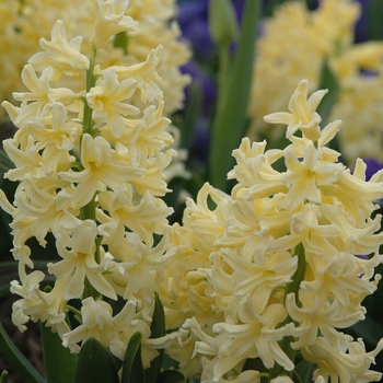 Hyacinthus orientalis 'Yellow Queen' (032416)