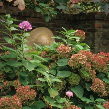 Hydrangea macrophylla '' (032437)