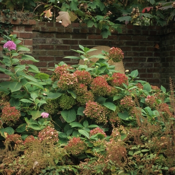 Hydrangea macrophylla '' (032438)