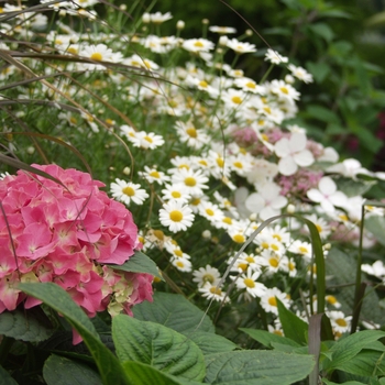 Hydrangea macrophylla 'Pink Beauty' (032446)