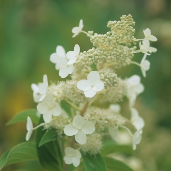 Hydrangea paniculata 'Kyushu' (032447)