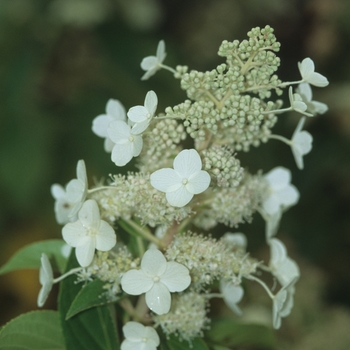 Hydrangea paniculata 'Kyushu' (032448)