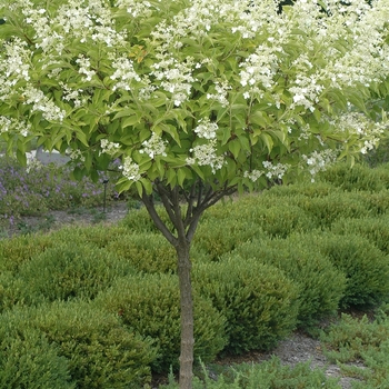 Hydrangea paniculata 'Kyushu' (032450)