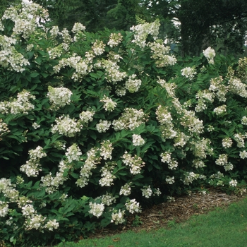 Hydrangea paniculata 'Unique' (032480)