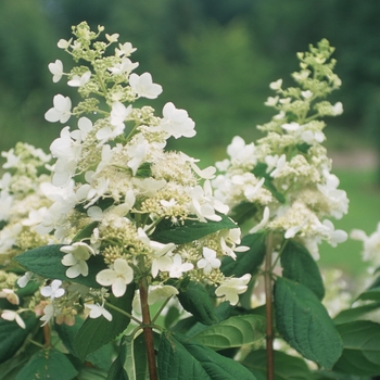 Hydrangea paniculata 'Unique' (032482)