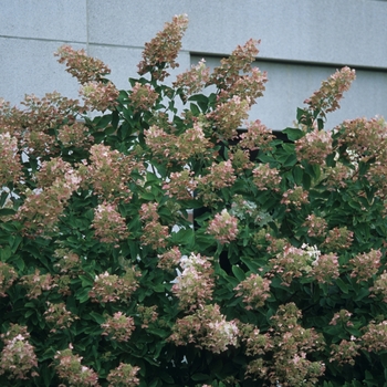 Hydrangea paniculata 'Unique' (032484)