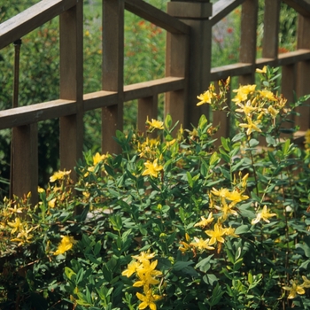 Hypericum 'Hidcote' (032516)