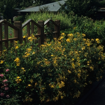 Hypericum 'Hidcote' (032517)