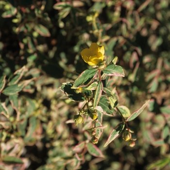 Hypericum x moserianum 'Tricolor' (032519)