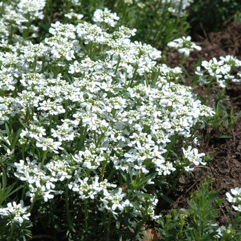 Iberis sempervirens 'Snowflake' (032526)