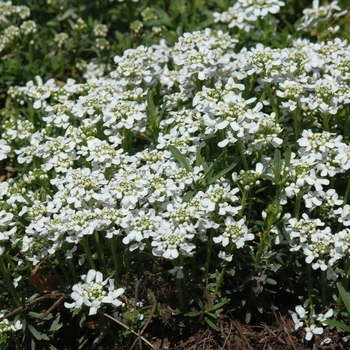 Iberis sempervirens 'Snowflake' (032527)