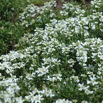 Iberis sempervirens 'Snowflake' (032529)