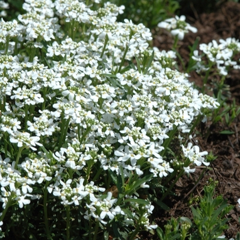 Iberis sempervirens 'Snowflake' (032530)