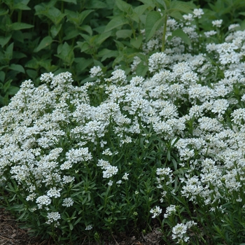 Iberis sempervirens 'Snowflake' (032531)