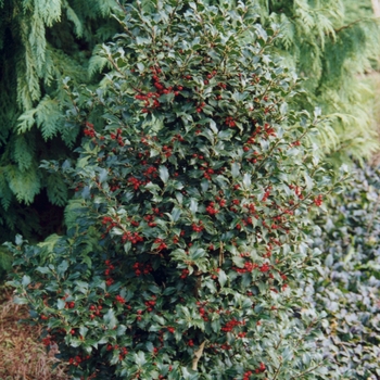 Ilex 'Centennial Girl' (032535)