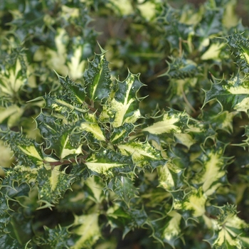 Ilex aquifolium 'Ferox Aurea' (032537)