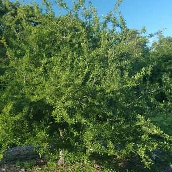 Ilex decidua 'Pocohantas' (032545)