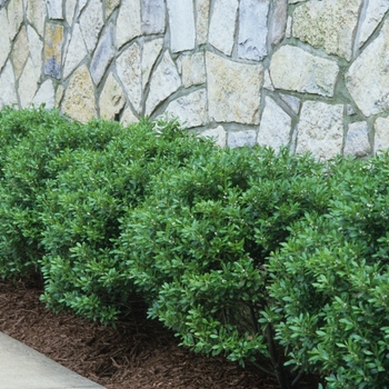 Ilex glabra 'Compacta' (032548)